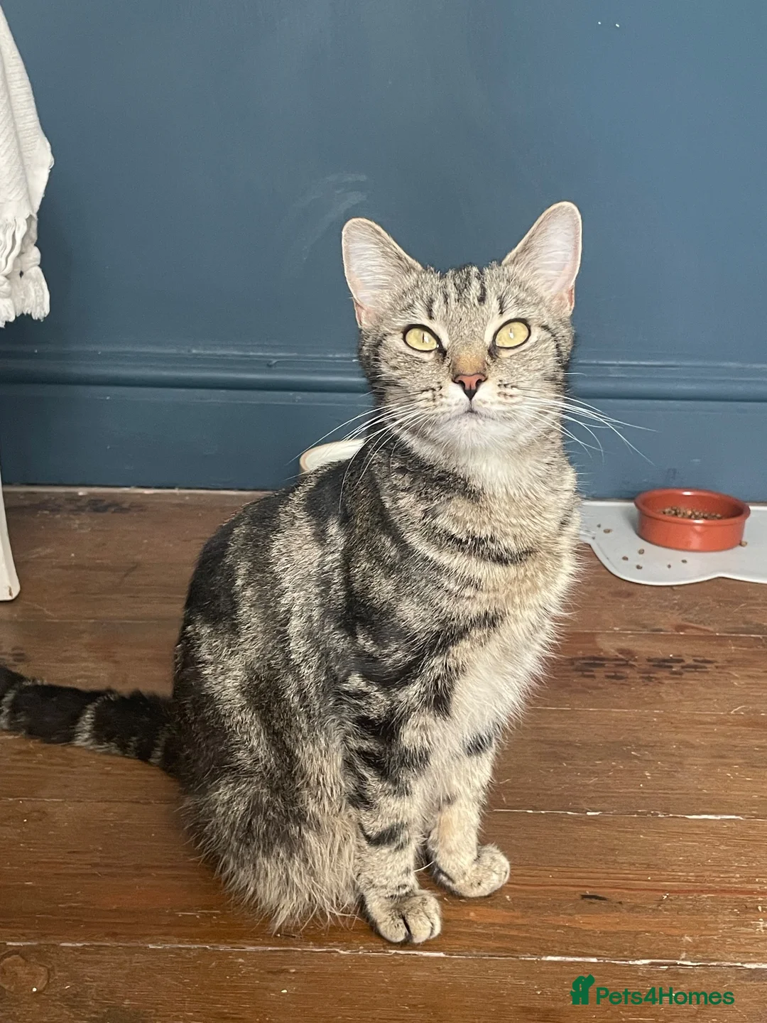 Domestic Shorthair cats for adoption: Pixie, friendly 1 year old girl  - Advert 1
