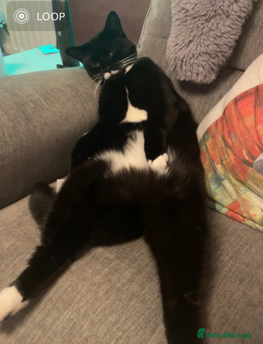 Mixed Breed cats for sale: Magic 2 year old spayed cat - Advert 3