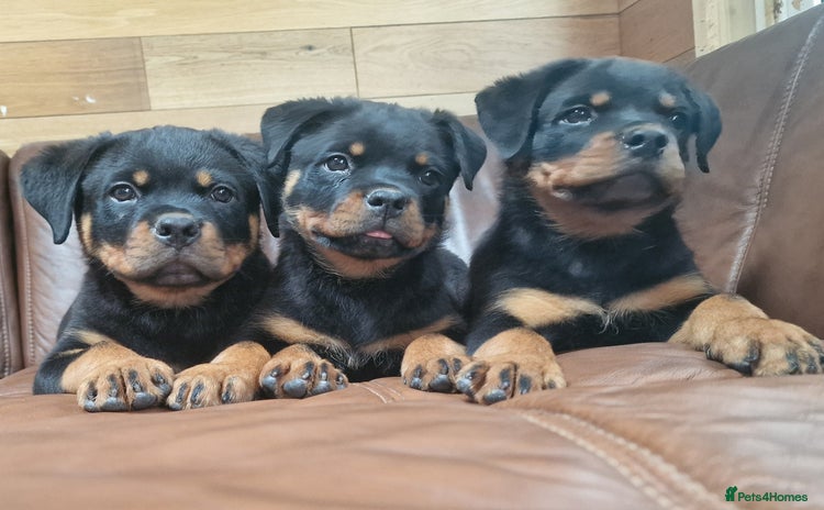 Rottweiler dogs - Advert 2