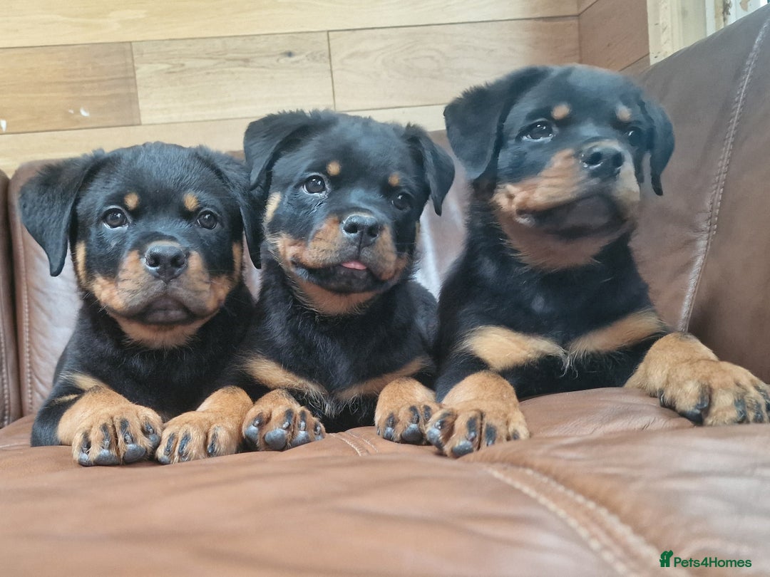 Rottweiler dogs for sale: Puppies available to good home  - Image 1