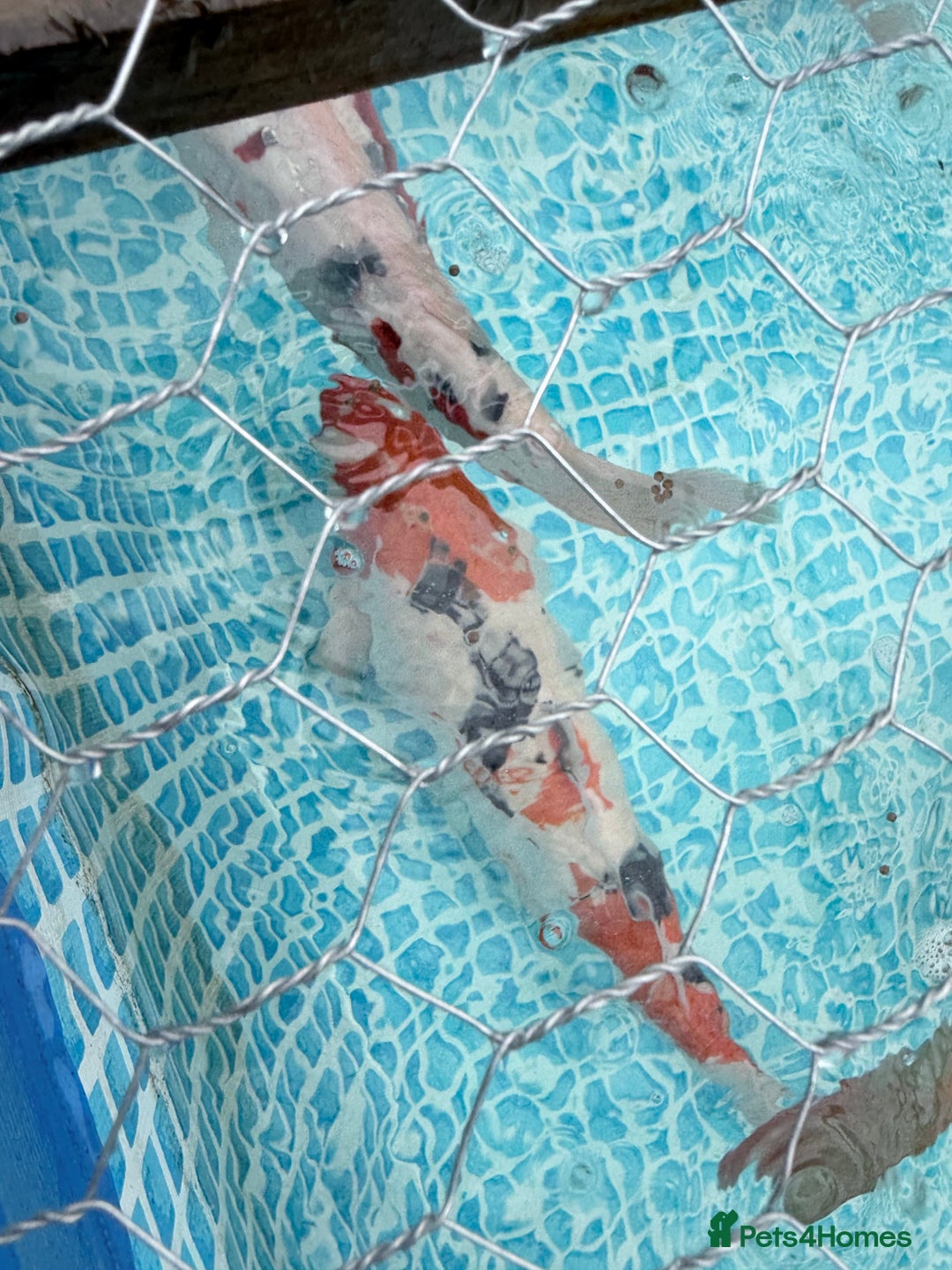Koi Carp fish for sale: Koi carp for sale  - Advert 3
