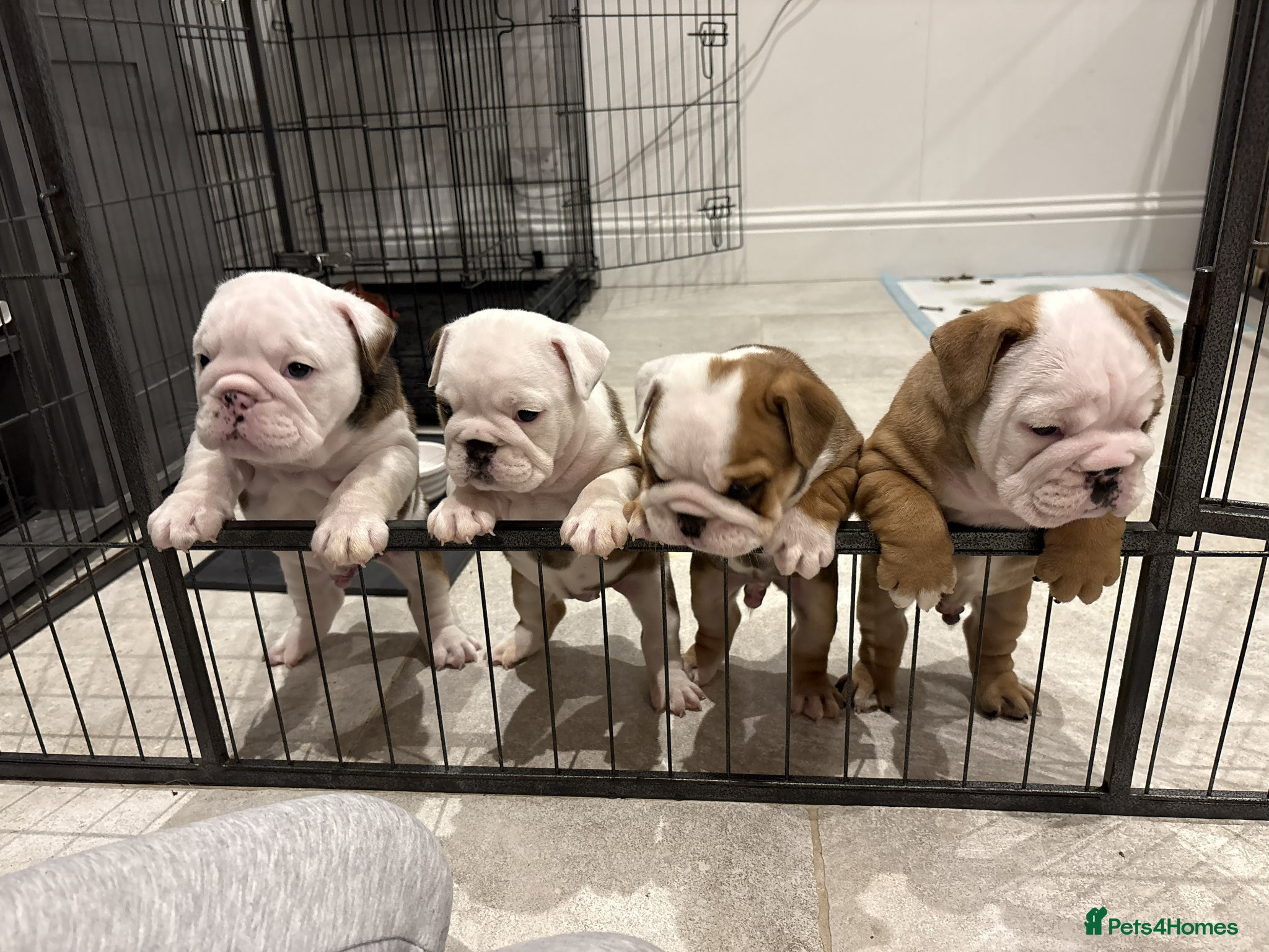 English Bulldog dogs 🐾KC reg Red & White English Bulldog 🐶 - Advert 1