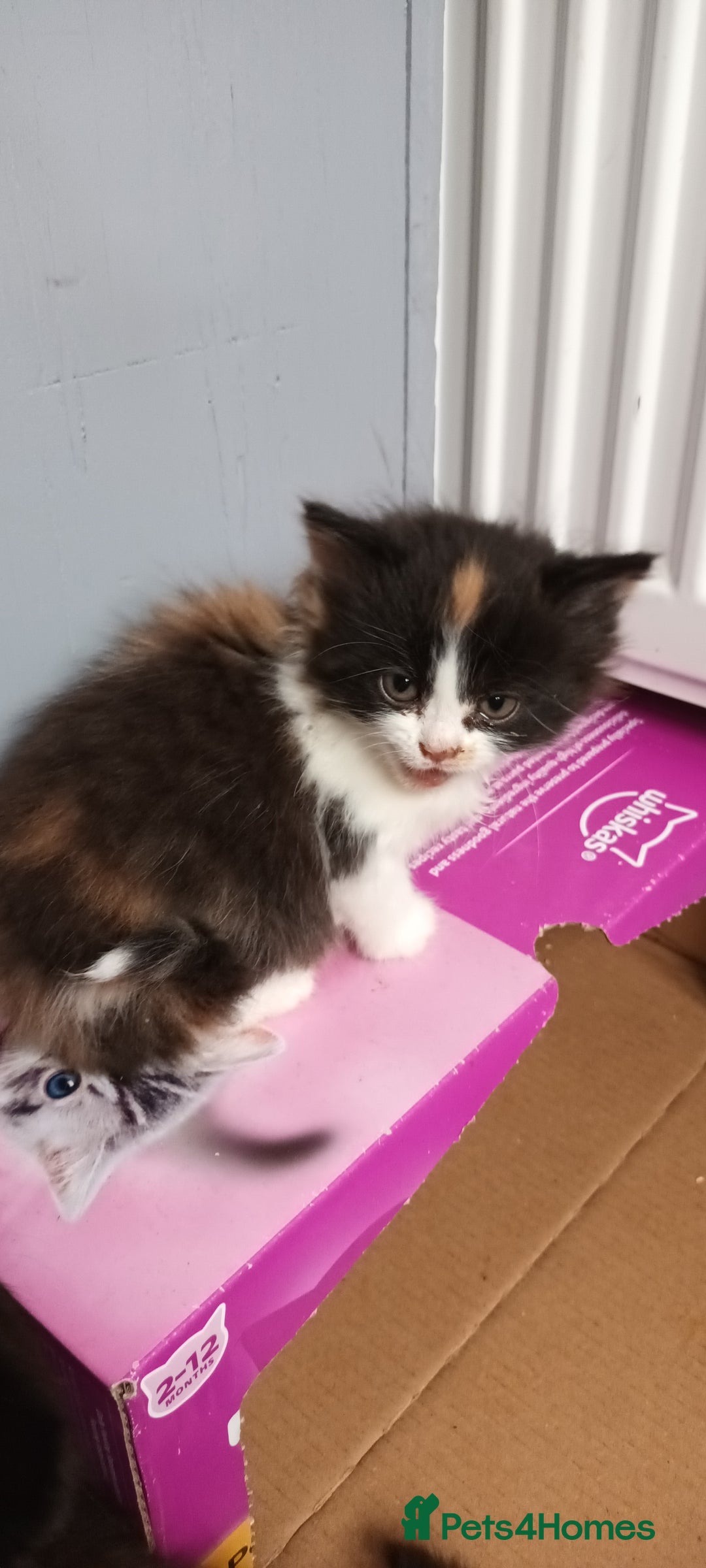 Domestic Shorthair cats for sale: 2 black and white twin girls left, ready now❤️ - Advert 12