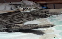 Domestic Shorthair cats for sale: 3 female kittens  - Image 14
