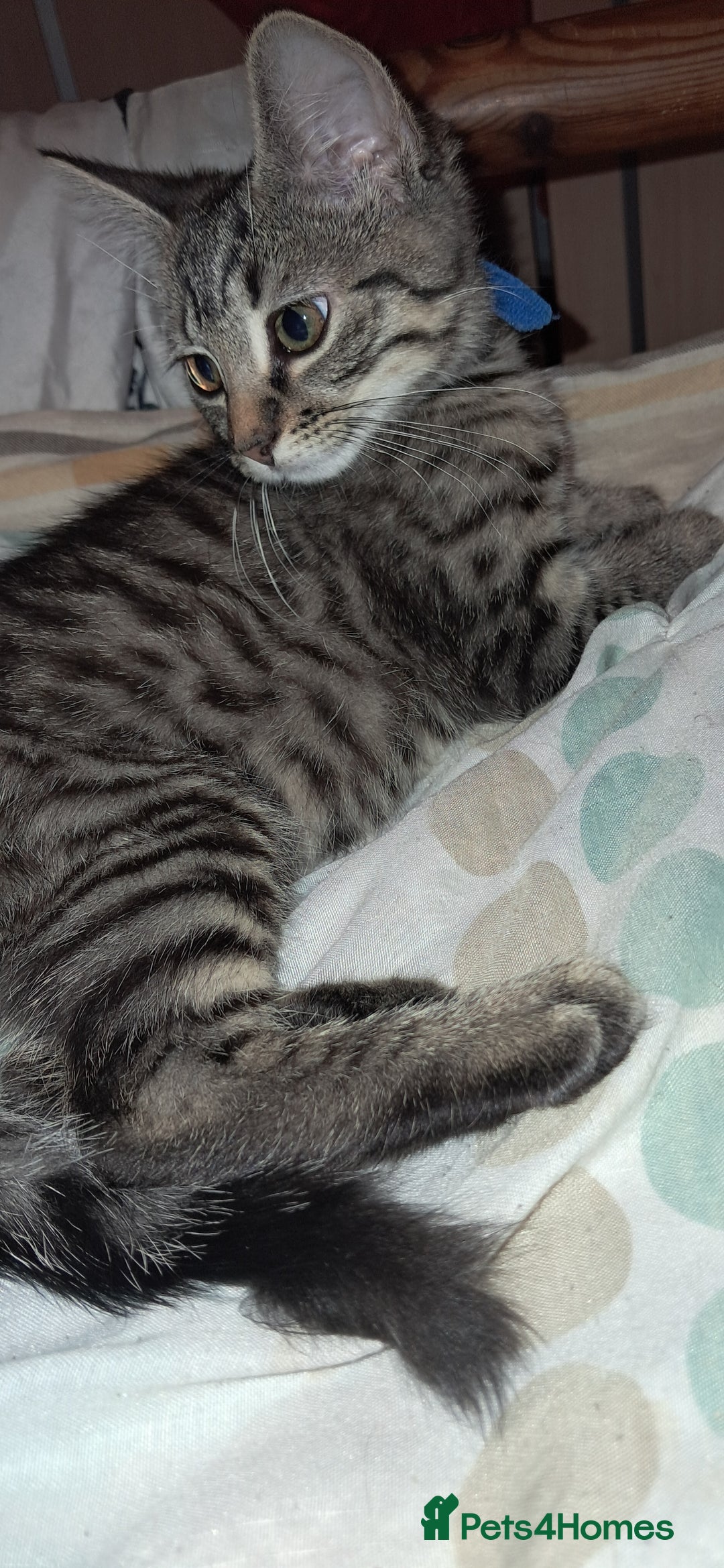 Domestic Shorthair cats for sale: 3 female kittens  - Image 14