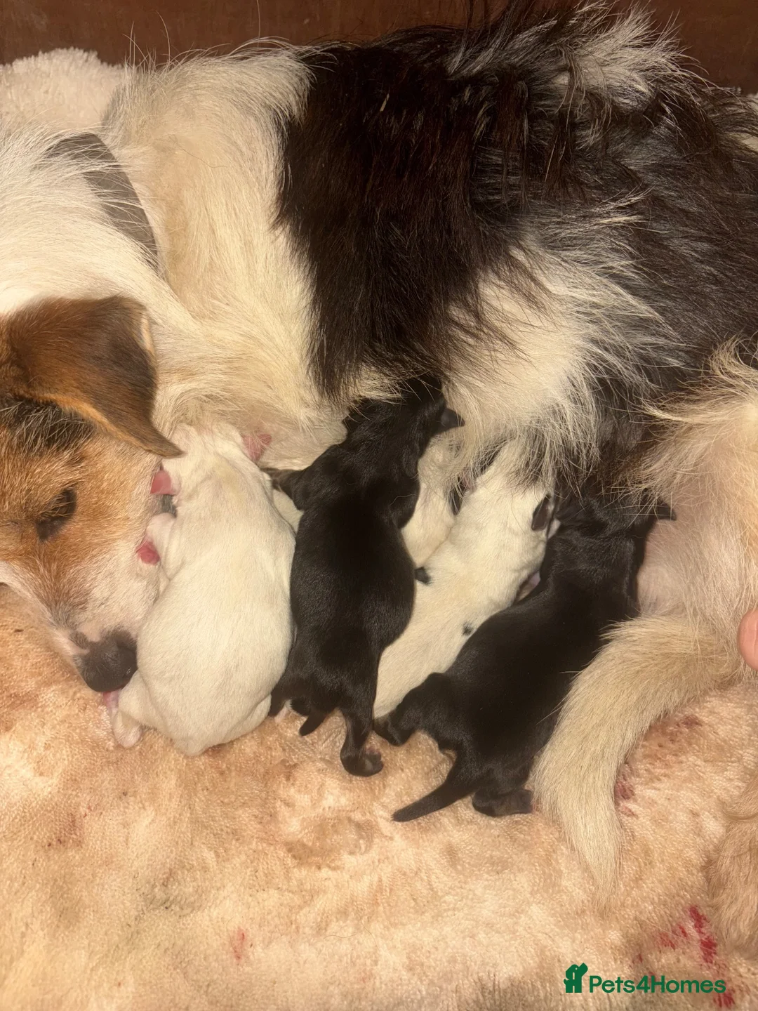 Jack Russell dogs for sale: Jack Russell puppys in Swindon - Advert 1