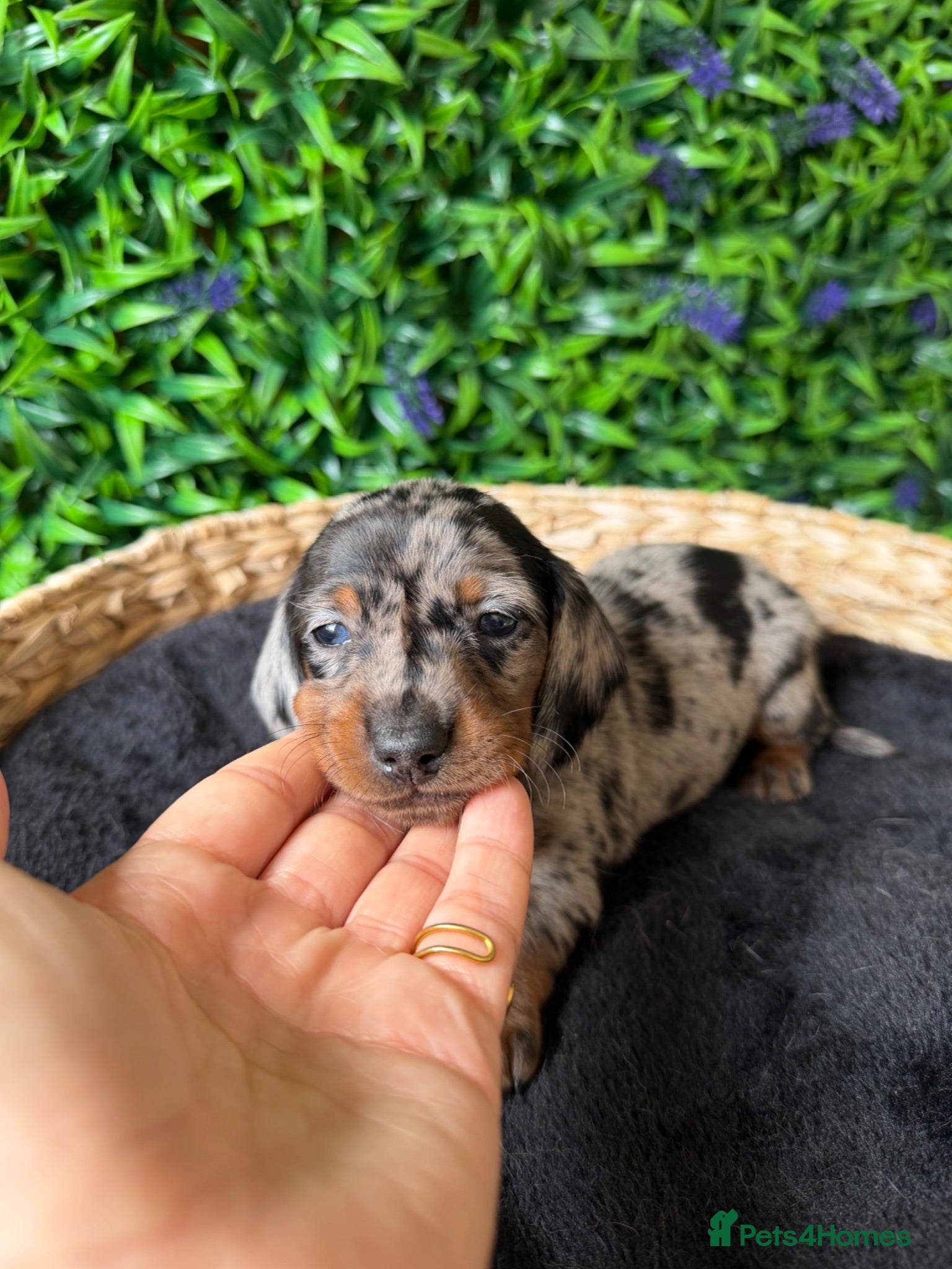 Miniature Dachshund dogs STUNNING TRUE TO TYPE MINIATURE DACHSHUNDS - Advert 3