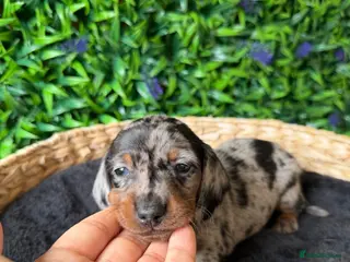 Miniature Dachshund dogs STUNNING TRUE TO TYPE MINIATURE DACHSHUNDS - Advert 2