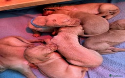 Hungarian Vizsla dogs for sale: Wonderful puppies from mum with 0/0 hip score.  - Image 6
