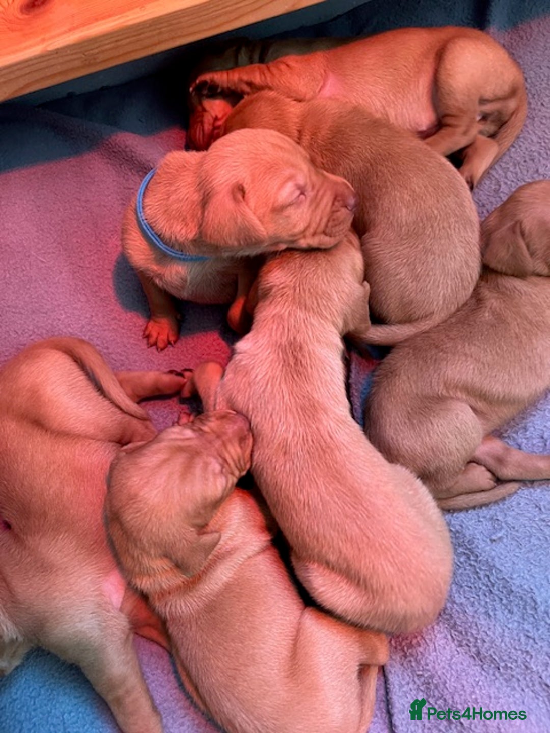 Hungarian Vizsla dogs for sale: Wonderful puppies from mum with 0/0 hip score.  - Image 6