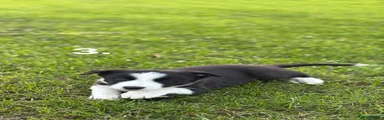 Border Collie 3