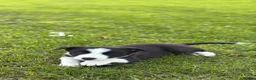Border Collie dogs for sale: Border Collie puppies for sale in Oswestry - Advert 4