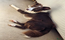 Border Collie dogs for sale: Beautiful 1 year old male border collie - Image 3