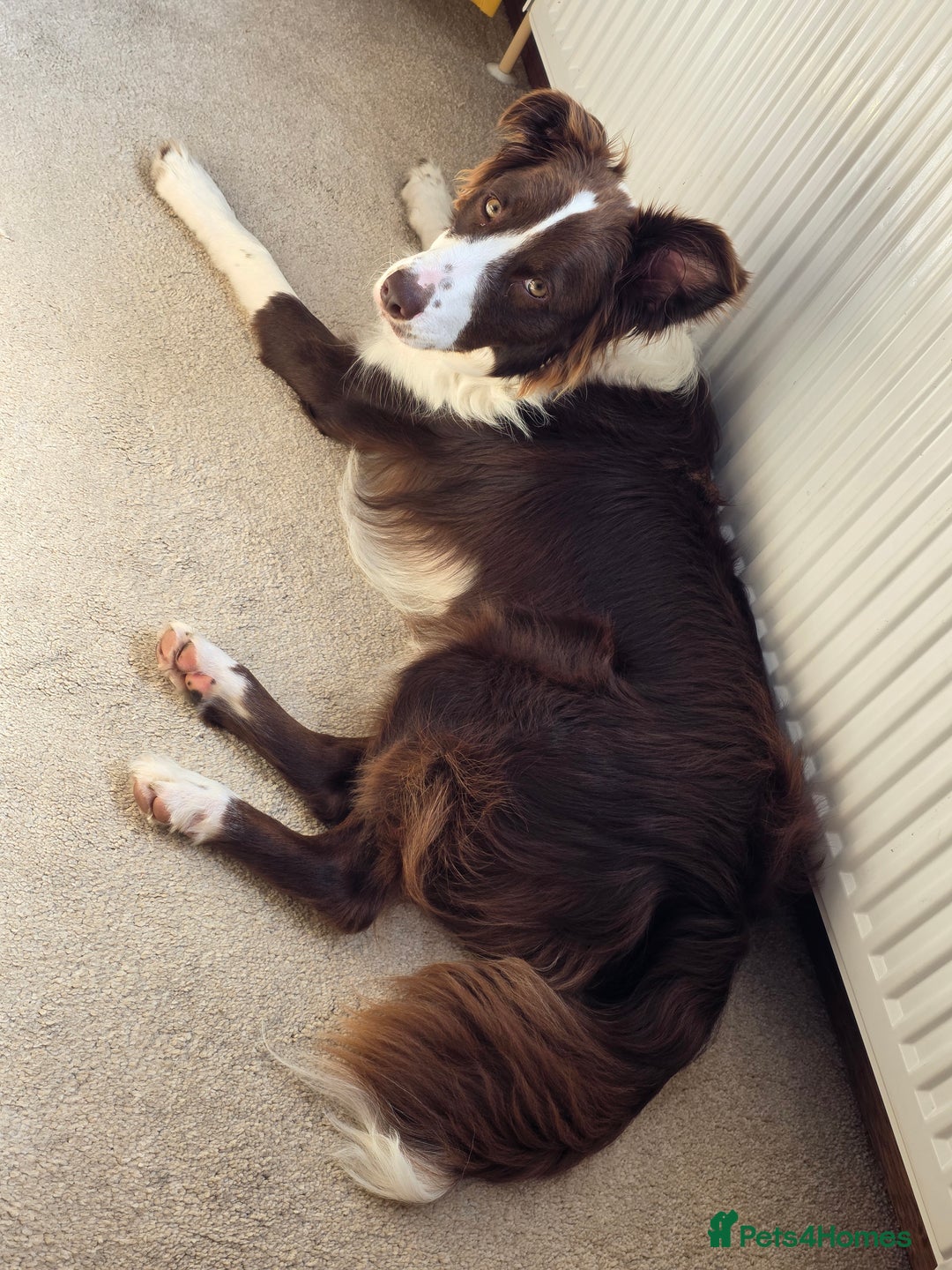 Border Collie dogs for sale: Beautiful 1 year old male border collie - Image 3