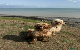 Mini Goldendoodle dogs for sale: Mini Goldendodole girls for sale - Image 3