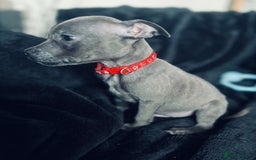 Staffordshire Bull Terrier dogs for sale: Blue Staffordshire bull terrier puppies  - Image 5