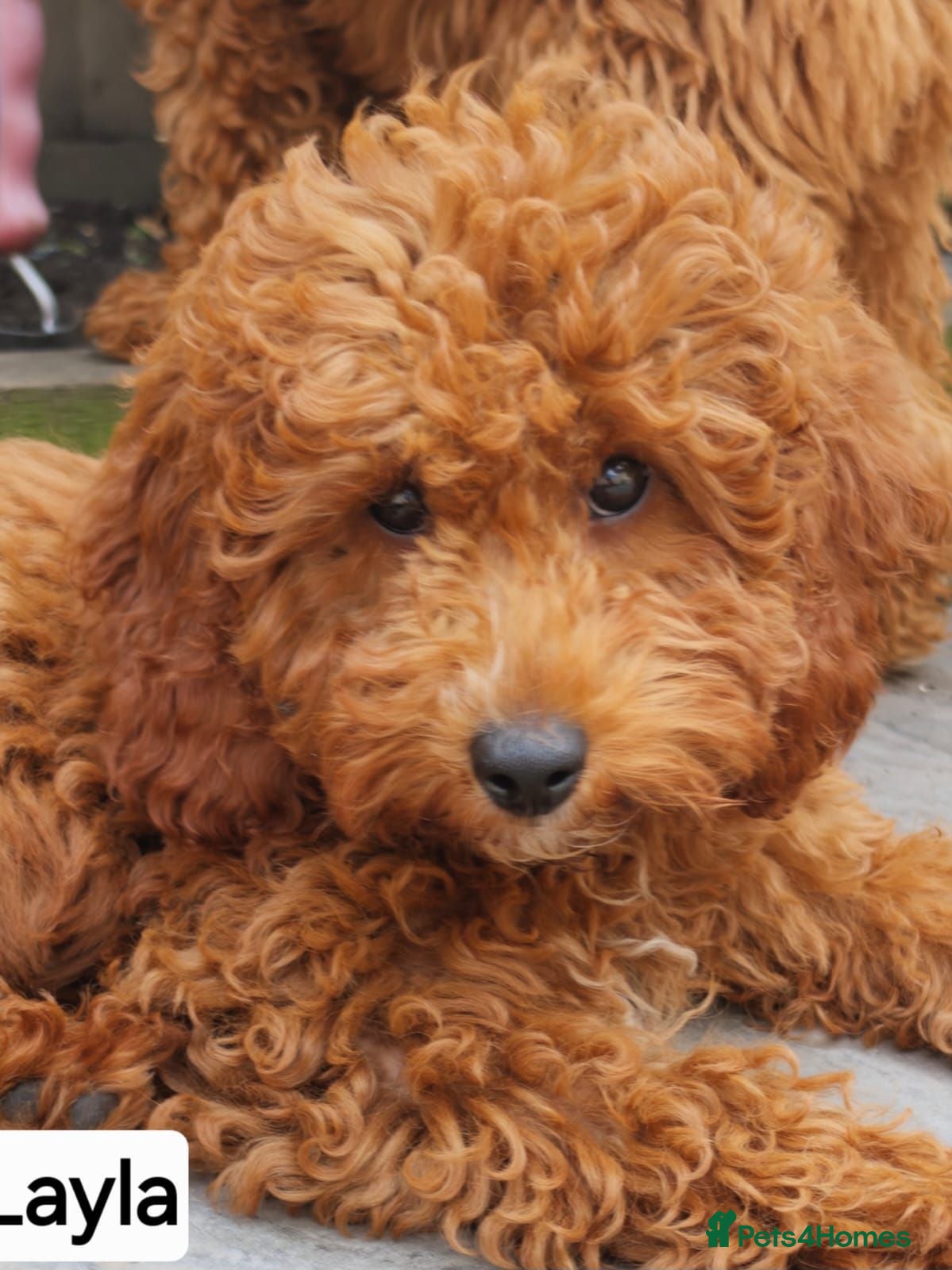 Cockapoo dogs Adorable Cockapoos Looking for Loving Homes 🐶❤️  - Advert 14