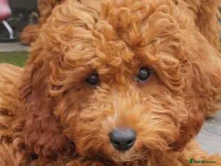 Cockapoo dogs Adorable Cockapoos Looking for Loving Homes 🐶❤️ - Advert 14