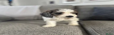 Cockapoo 4