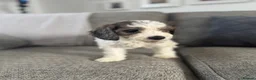 Cockapoo dogs for sale: 5x beautiful F1 cockapoo puppies  in Newbury - Advert 10