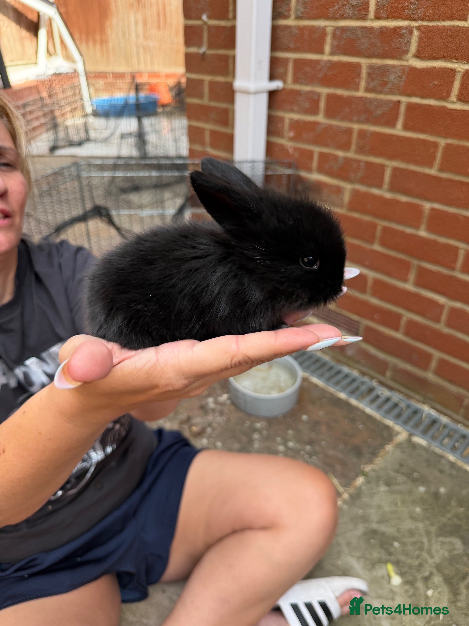 Lionhead rabbits Stunning lion lop rabbits  - Advert 14