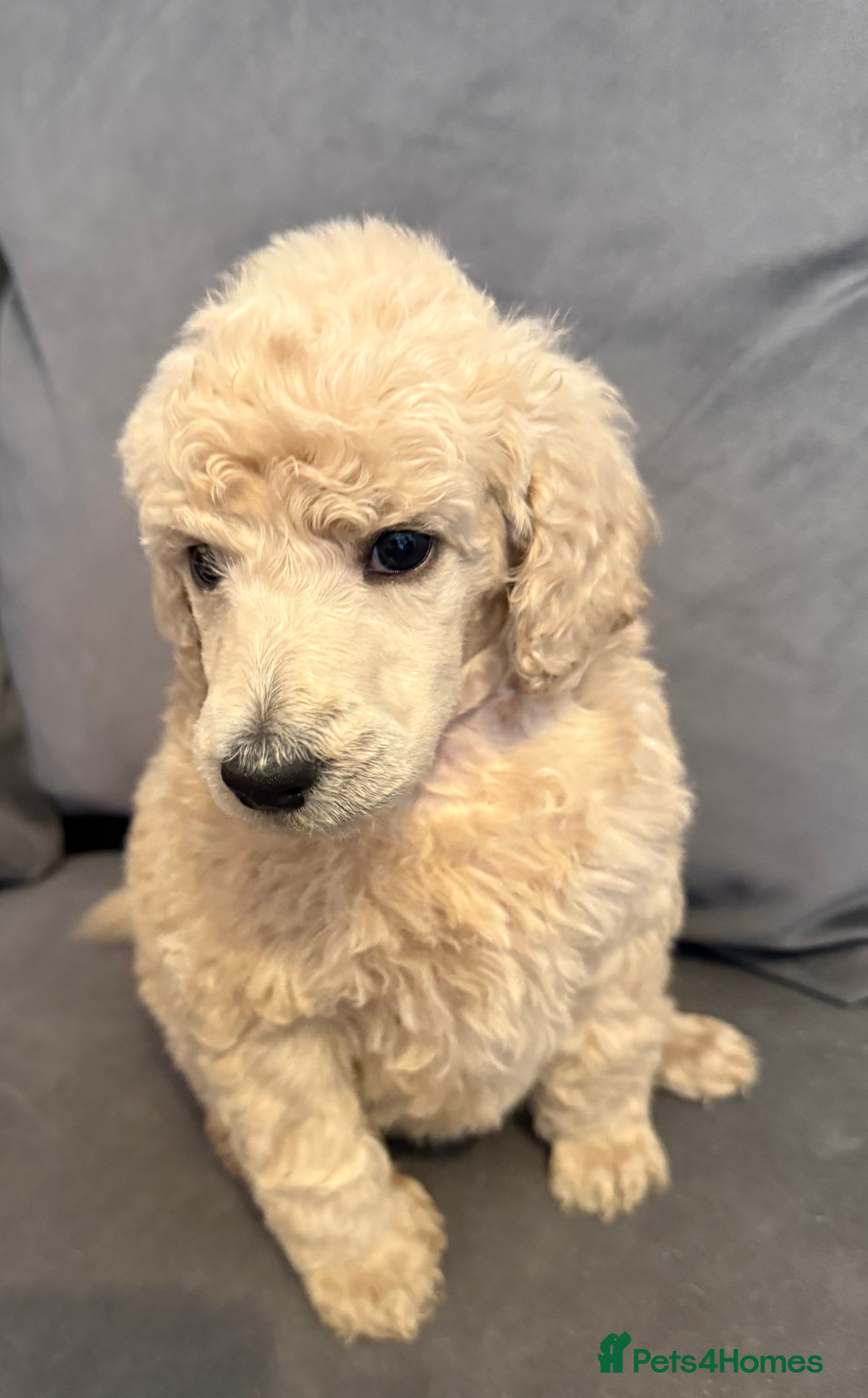 Standard Poodle dogs Cream male standard poodle puppies  - Advert 6