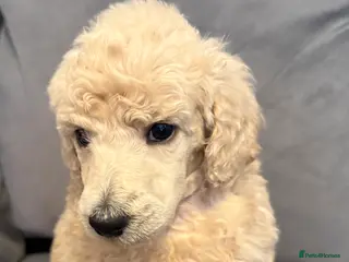 Standard Poodle dogs Cream male standard poodle puppies - Advert 2