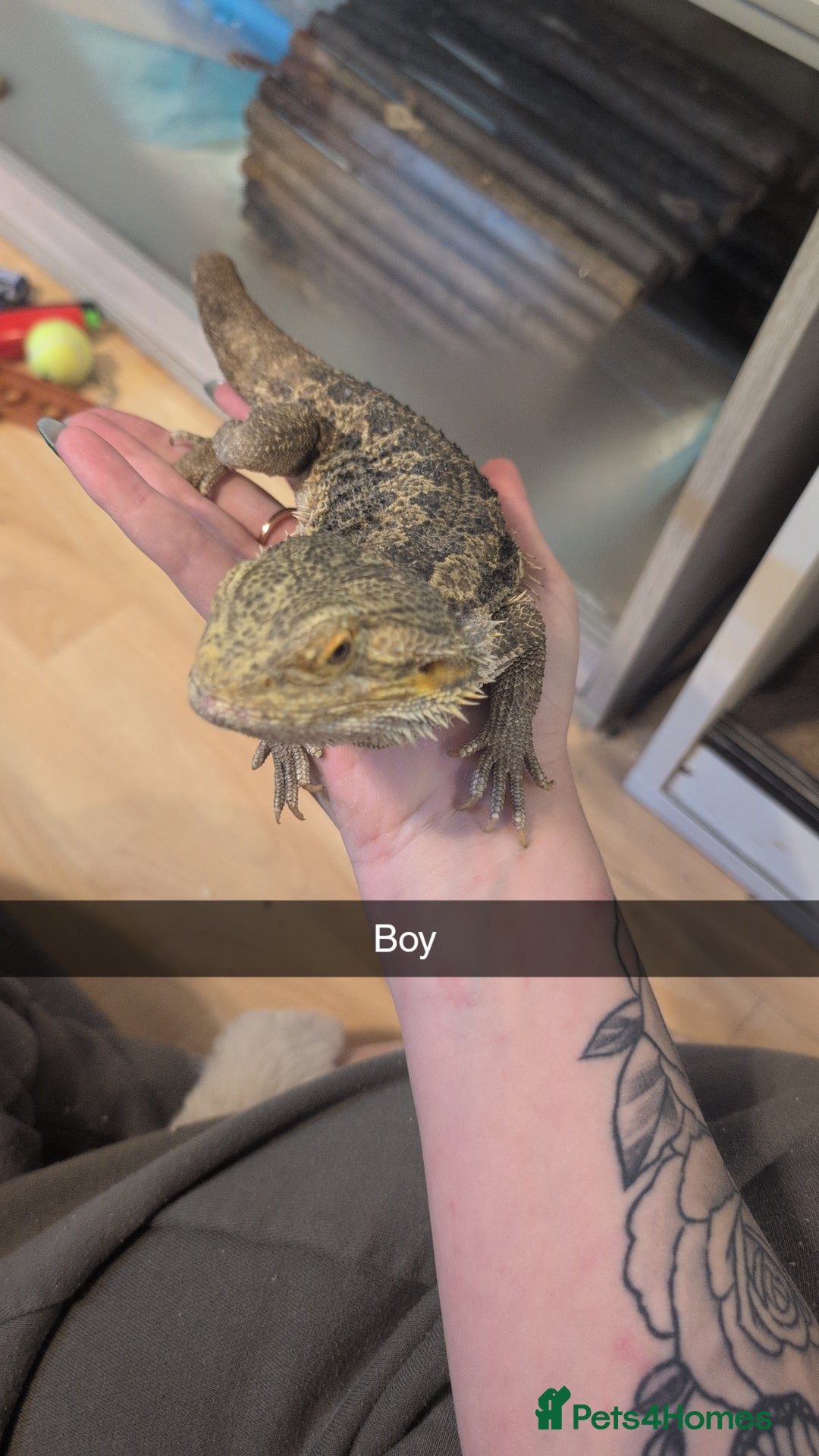 Python Snake reptiles for sale: Reptiles for sale  - Advert 4