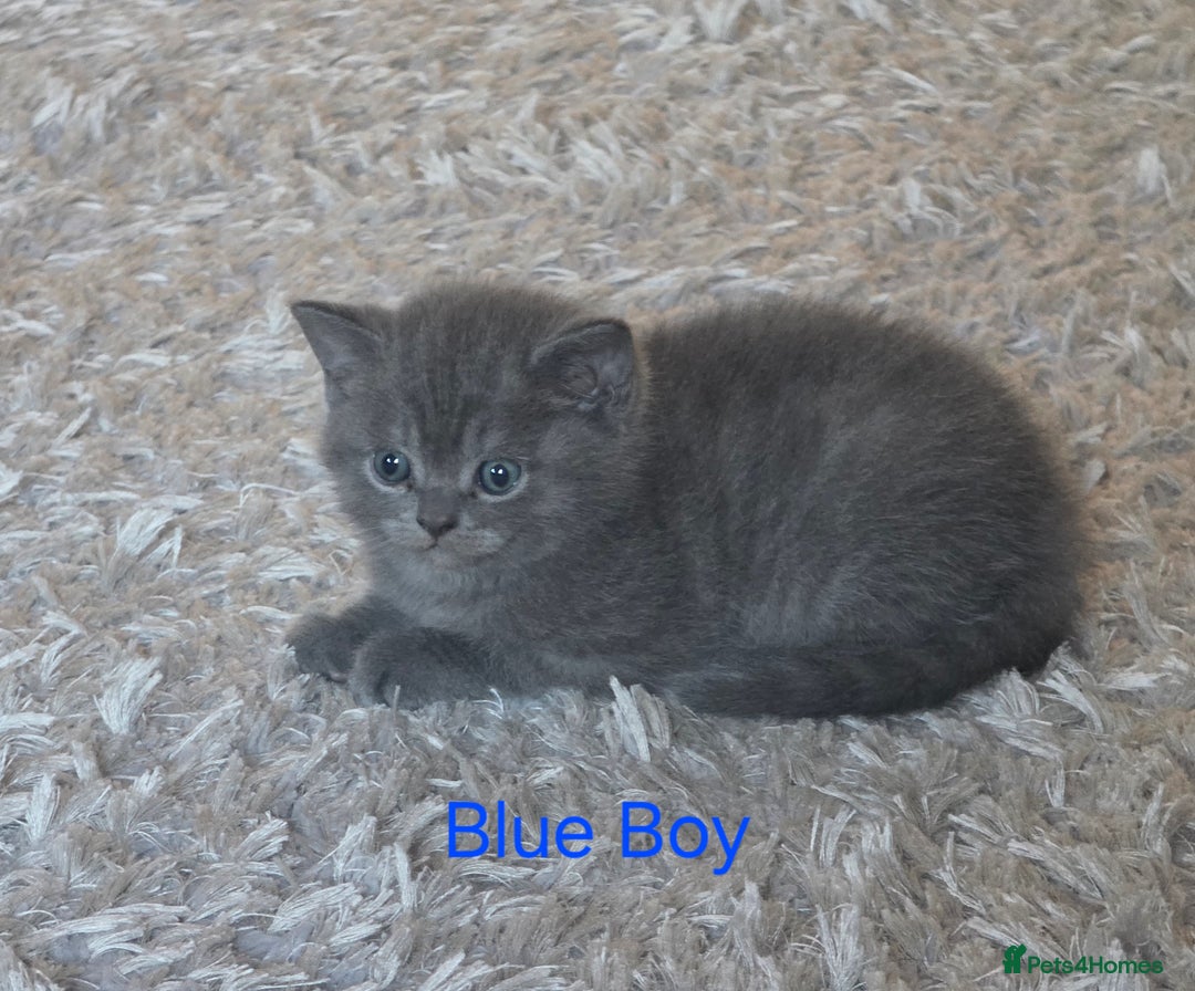 British Shorthair cats for sale: Beautiful BSH kittens looking for forever homes - Image 5