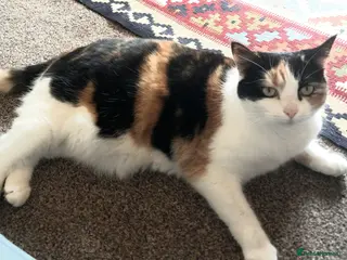 Mixed Breed cats Affectionate 6 year old cat to be rehomed - Advert 1