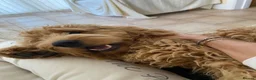 Goldendoodle dogs for sale: Cooper - Advert 6