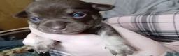Chihuahua dogs for sale: KC REG Chihuahua puppies rare colours & markings  - Advert 15