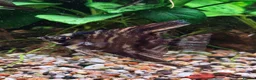 Angelfish fish for sale: Angel Fish 6cm (3 month old) - London - Advert 2
