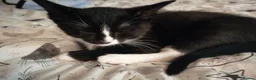 Mixed Breed cats for sale: Siamese British Shorthair Mix Good homes only - Advert 2
