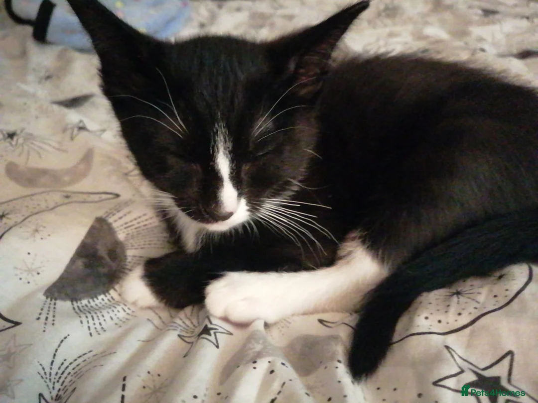 Mixed Breed cats for sale: Siamese British Shorthair Mix Good homes only - Advert 2
