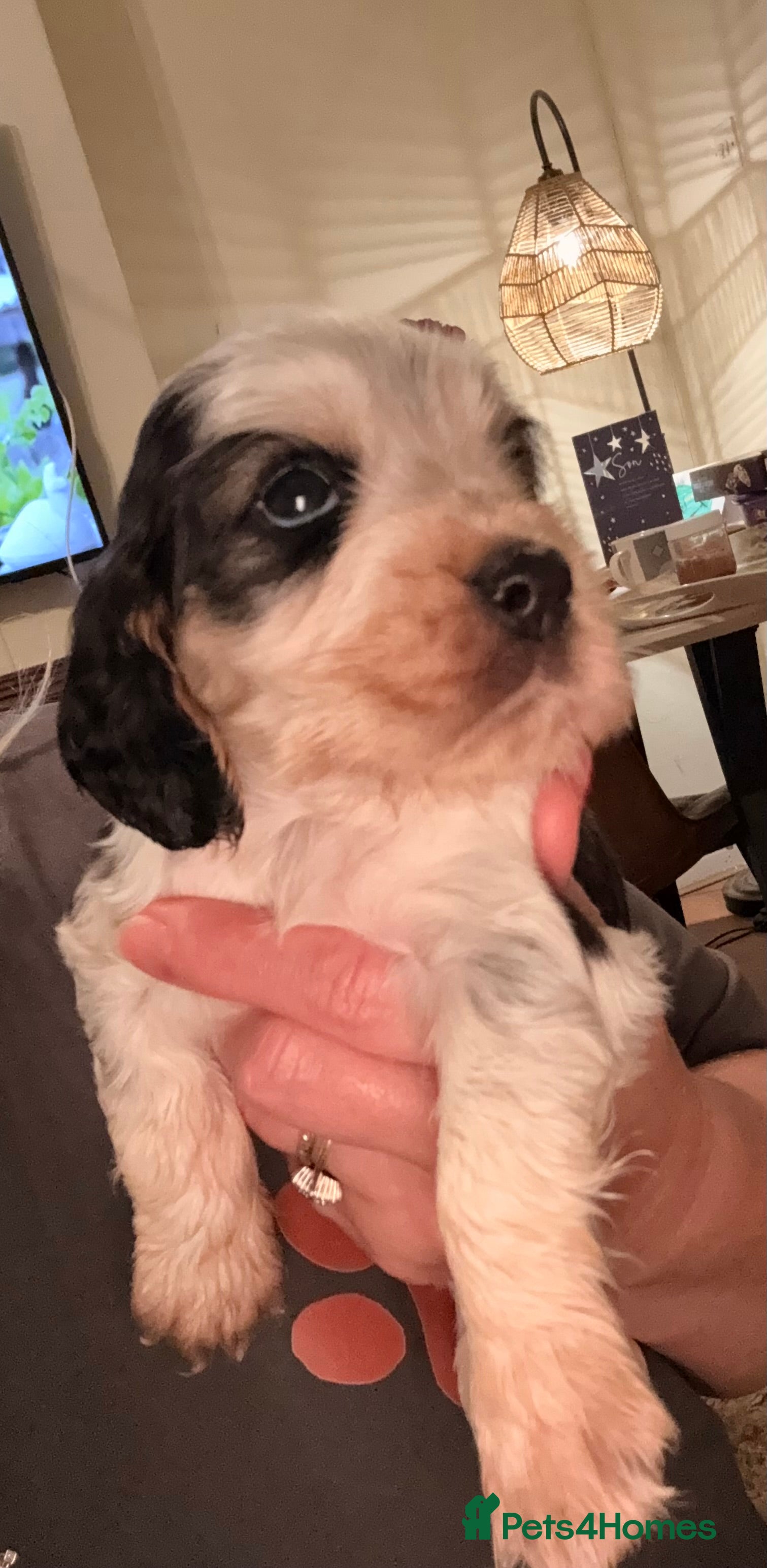 Cocker Spaniel dogs Quality kc show type cocker spaniels - Advert 13