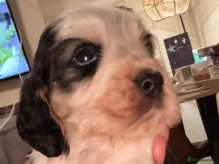 Cocker Spaniel dogs Quality kc show type cocker spaniels - Advert 13