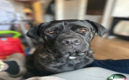 Mixed Breed dogs for sale: Beautiful boy puppy  - Image 4