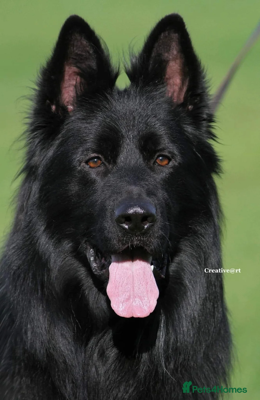 German Shepherd dogs for sale: ( Kc ) Handsome Boy with a Unique pedigree  - Advert 2