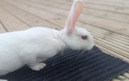 Rex rabbits for sale: Mini rex rabbit for sale - Image 23