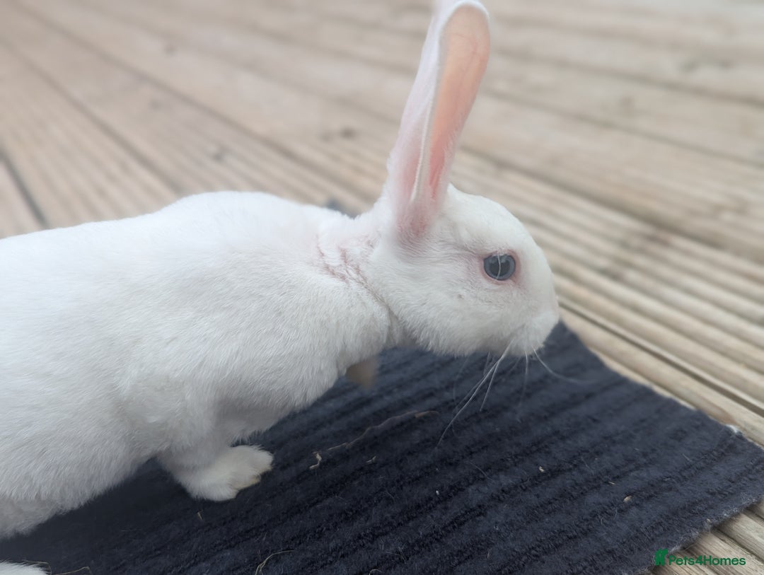 Rex rabbits for sale: Mini rex rabbit for sale - Image 23