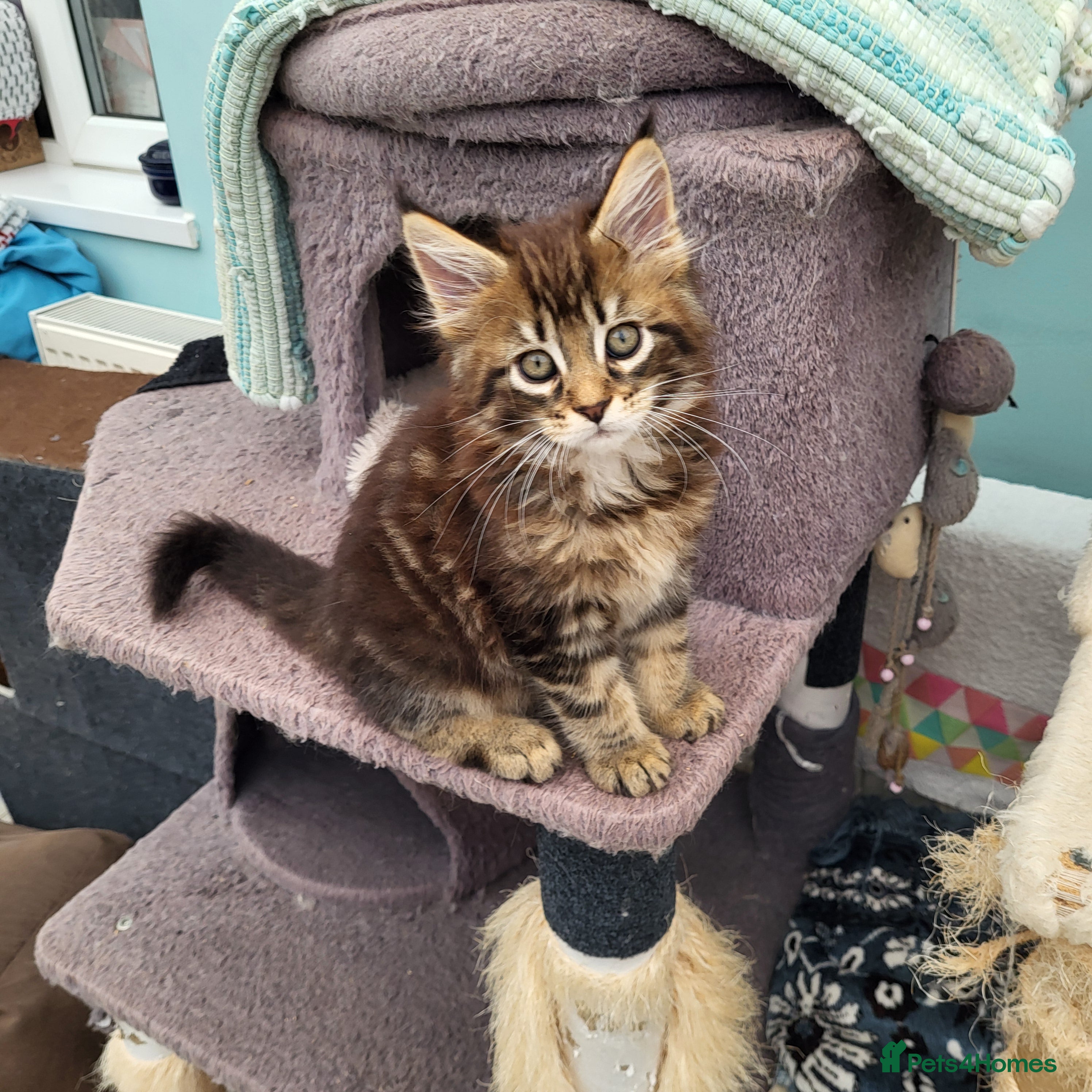 Maine Coon cats Pedigree Maine Coon kittens - Advert 1