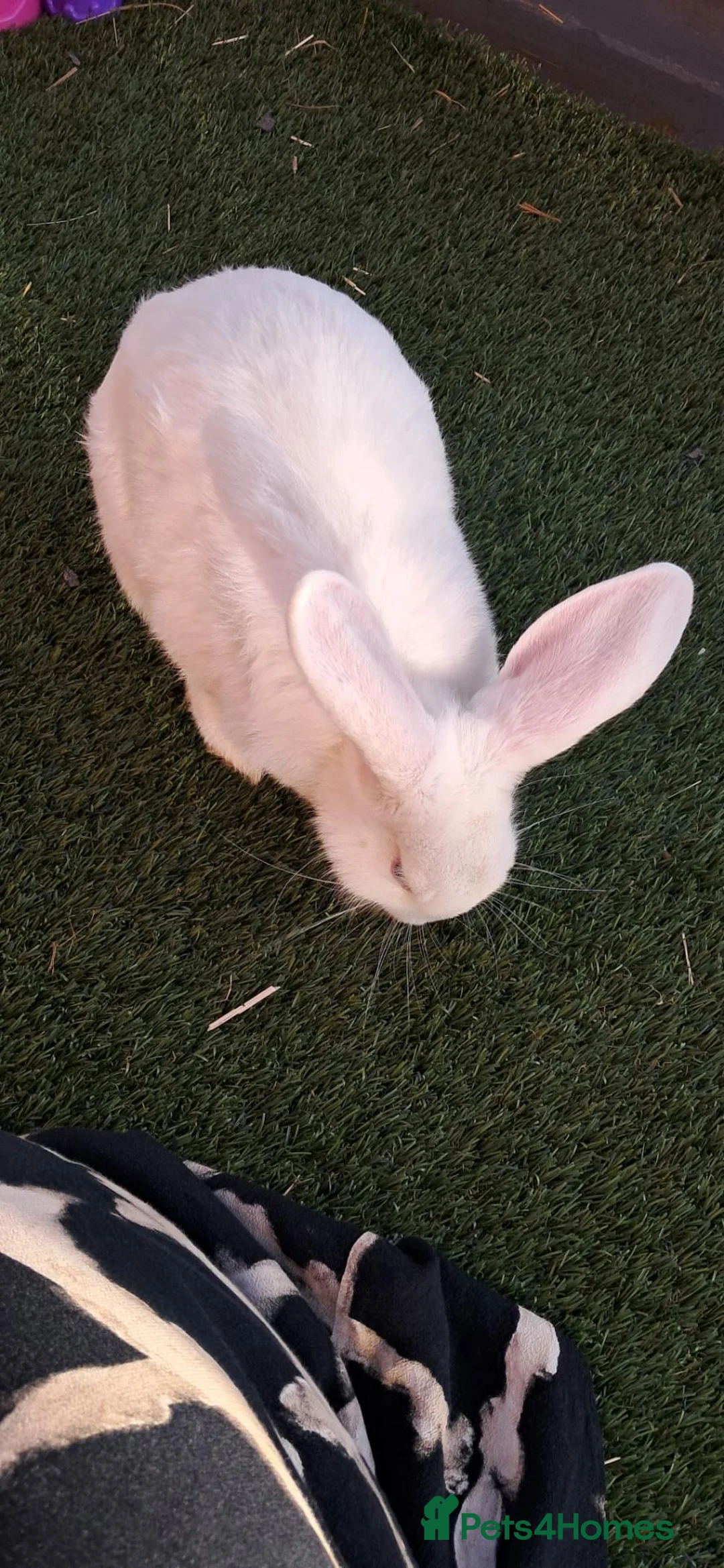 English Lop rabbits for sale: Rabbit for sale.£40 - Advert 6