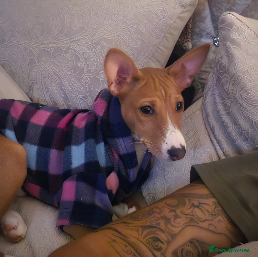 Basenji dogs for sale: 7 month old basenji  in Wirral - Advert 2