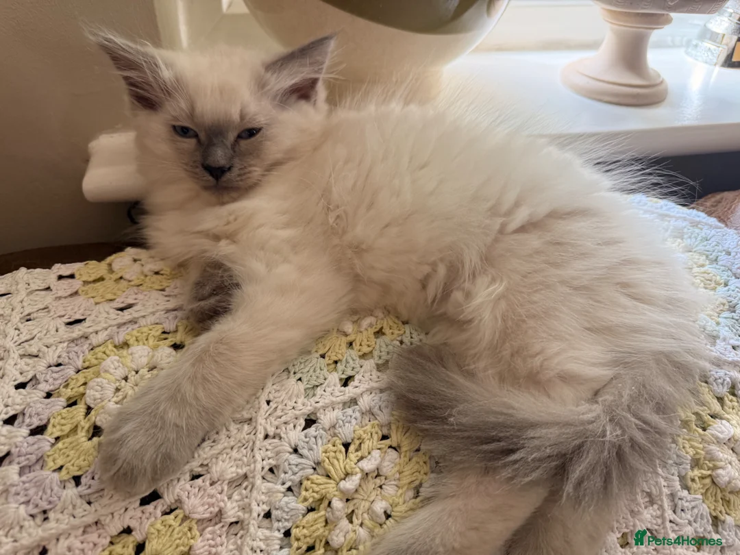 Ragdoll cats for sale: Beautiful ragdoll babies! 😻😻😻 - Advert 2