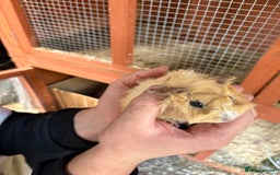 Guinea Pig rodents for sale: Male Guinea pigs for a good home  - Image 6