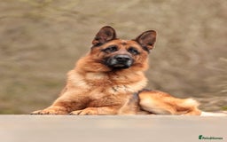 German Shepherd dogs for stud: KC Registered German Shepherd Stud in Stafford - Image 6