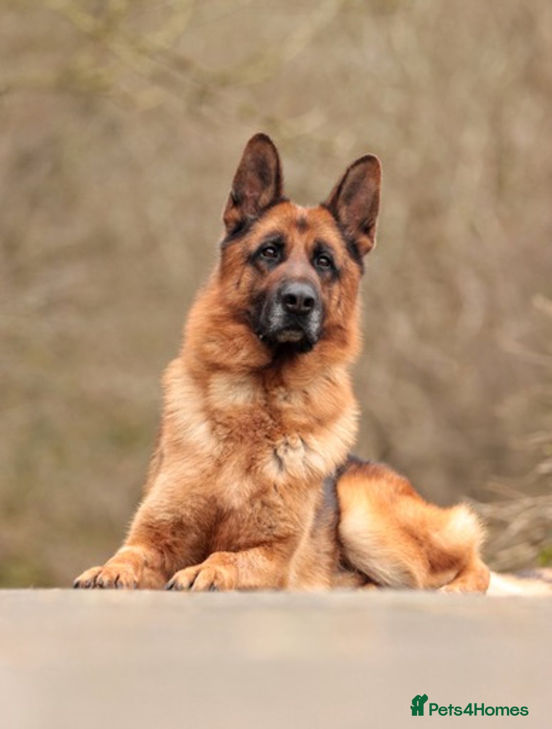 German Shepherd dogs for stud: KC Registered German Shepherd Stud in Stafford - Image 6