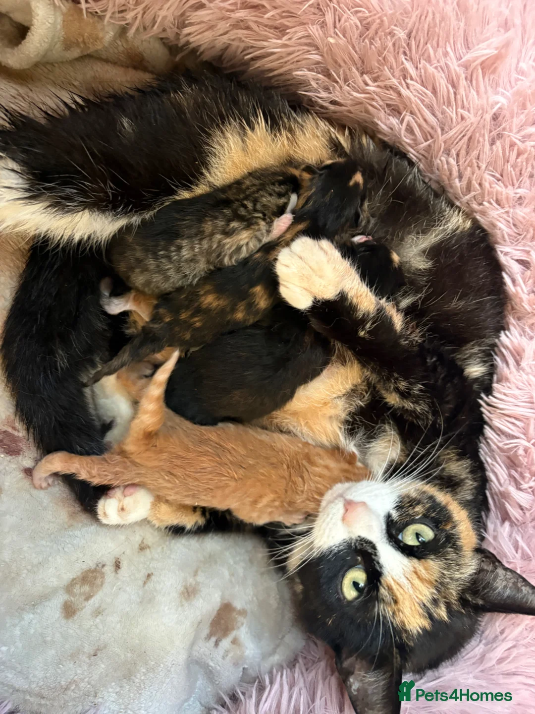 Mixed Breed cats for sale: 5 beautiful fluffy babies  - Advert 1