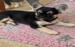 French Bulldog dogs for sale: *LAST2* Fluffy french bulldog puppies - Image 4